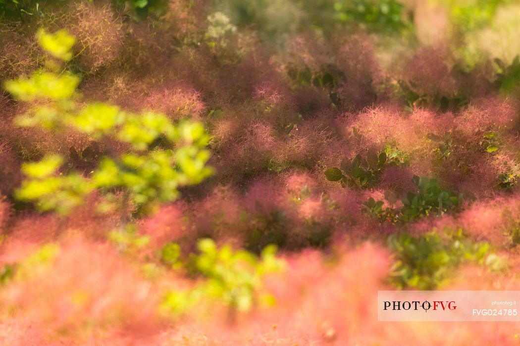 smoke tree in bloom, san michele mount, karst, Italy