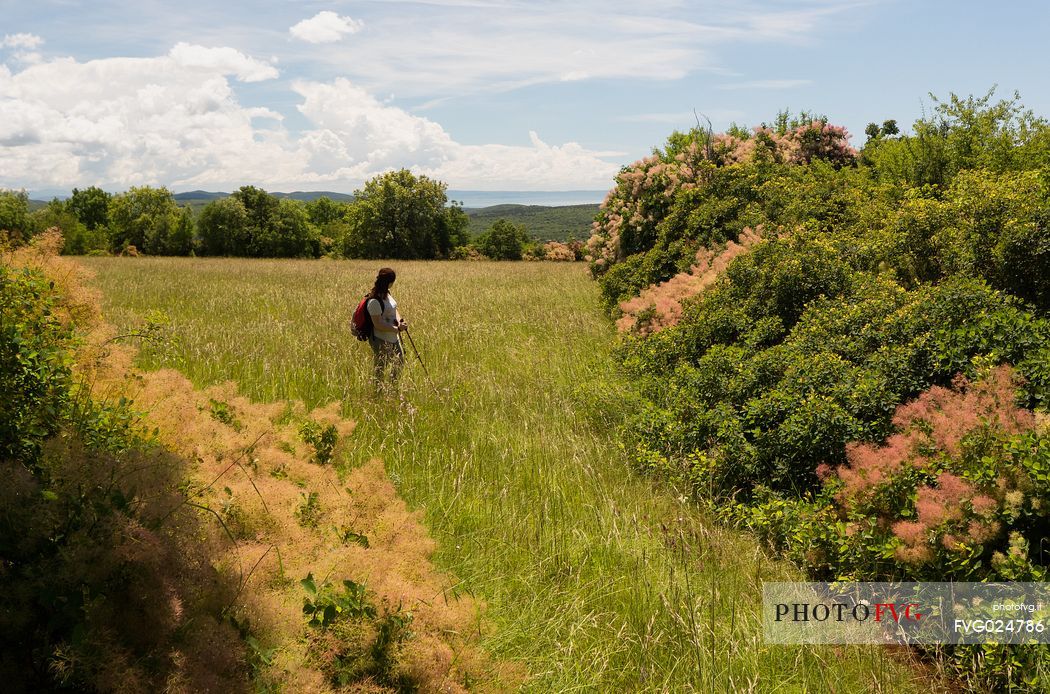 hiker along the path of Romea Strata,
Monte San Michele, San Martino del Carso, Italy