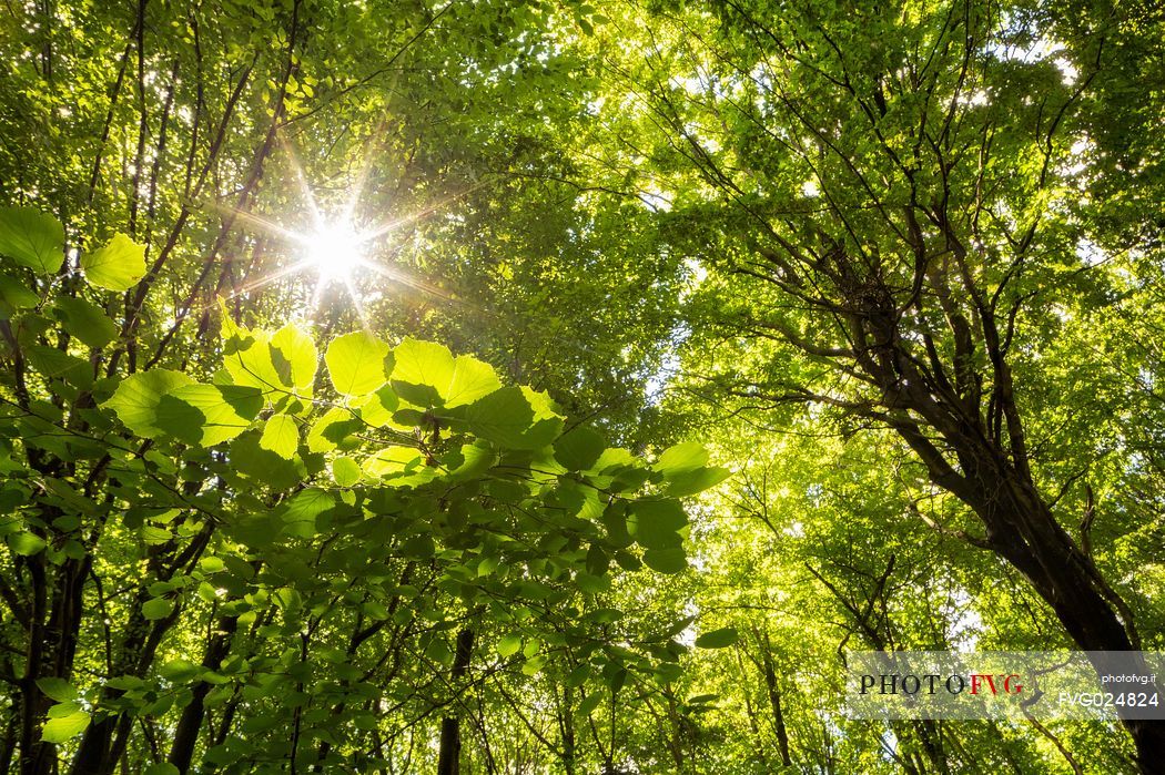 Inside the lowland forest of Muzzana del Turgnano,Italy
