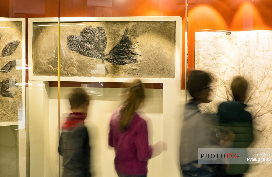 Students at the fossil Museum of Bolca, one of the most important in the world, Lessinia, Italy