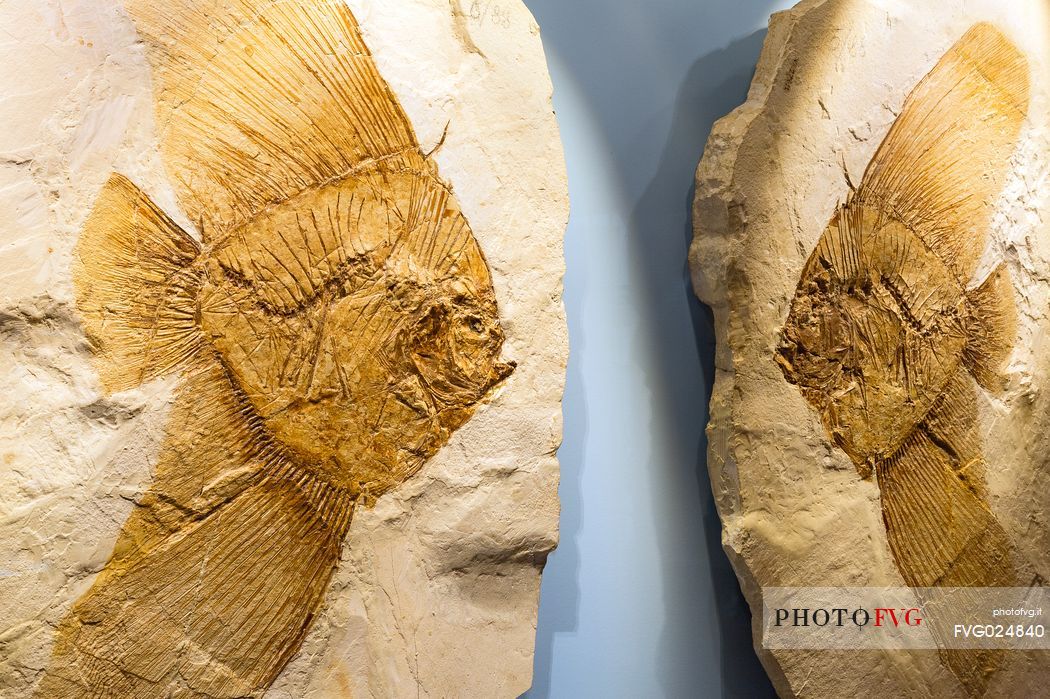 Ancient fish fossil at the fossil Museum of Bolca, one of the most important in the world, Lessinia, Italy