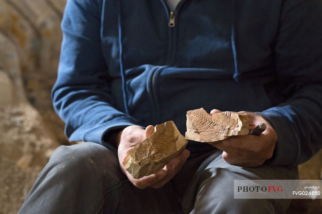 Massimo Cerato is working in the fossil bed of Pesciara in Bolca, Lessini mountain, Italy