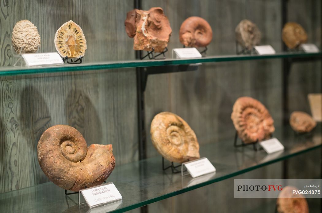 Group of ammonite fossil to Attilio Benetti museum, Lessinia, Italy