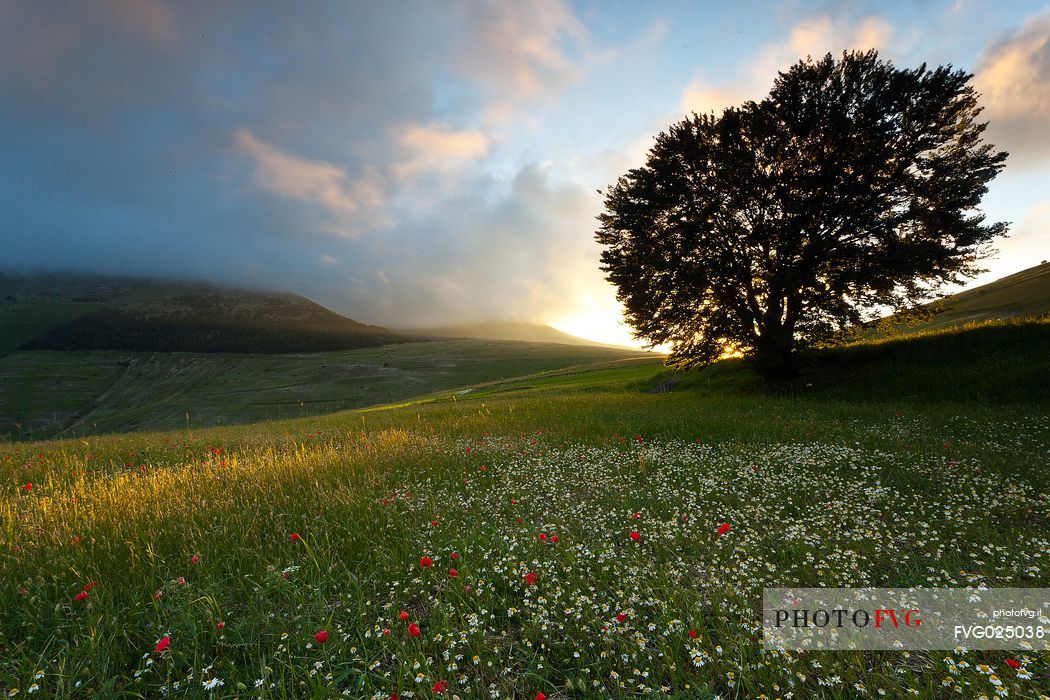 Surise to Vettore mount from Castelluccio di Norcia, Umbria, Italy