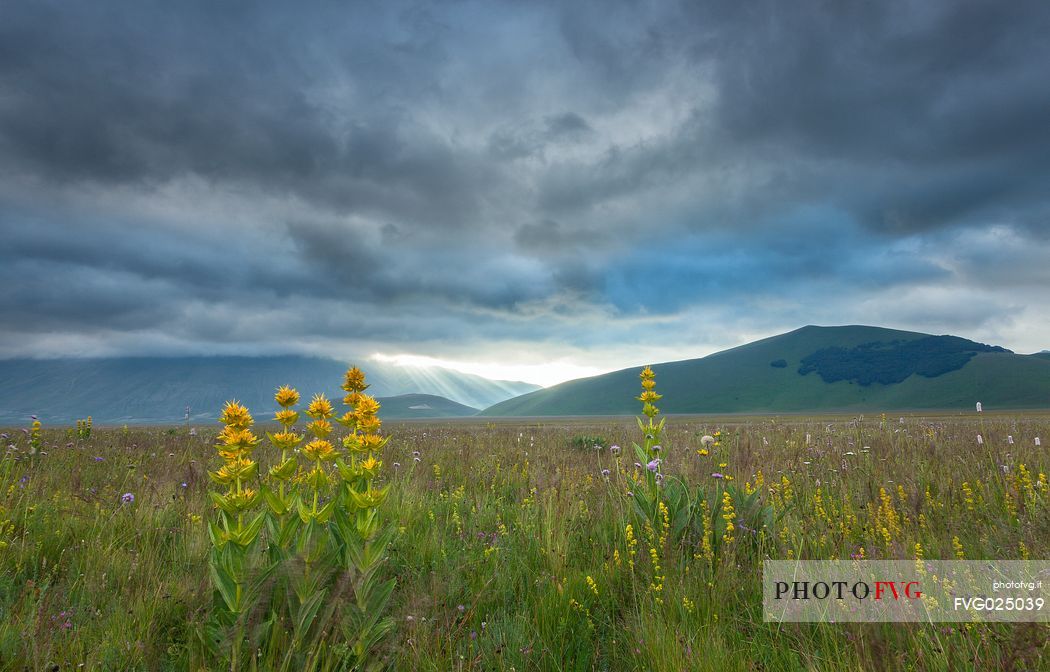 Yellow gentian (Gentiana lutea L.)  flowering and in the background the Vettore mountain, Castelluccio di Norcia, Italy