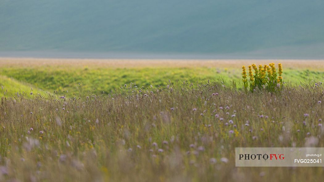 Flowering yellow gentians on the slope of Vettore mountain, Castelluccio di Norcia, Italy