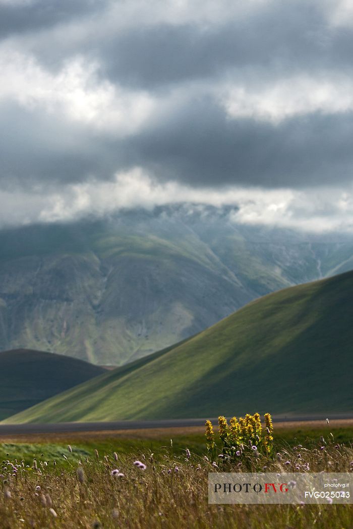 Yellow gentian (Gentiana lutea L.)  flowering and in the background the Vettore mountain, Castelluccio di Norcia, Italy