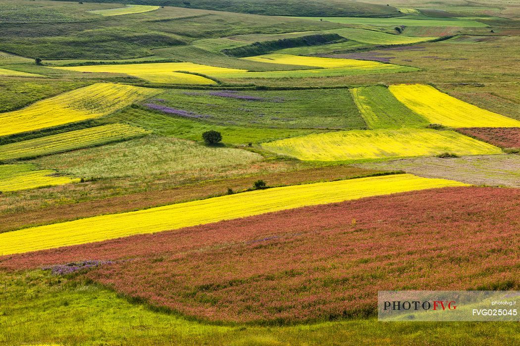 Detail on lentil fields in spring, Castelluccio di Norcia, Italy