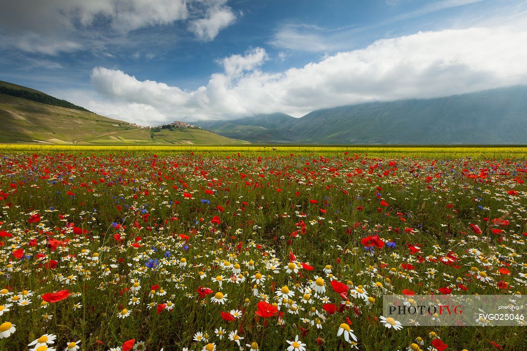 Lentil field and wildflowers and in the background Castelluccio di Norcia village, Umbria, Italy 