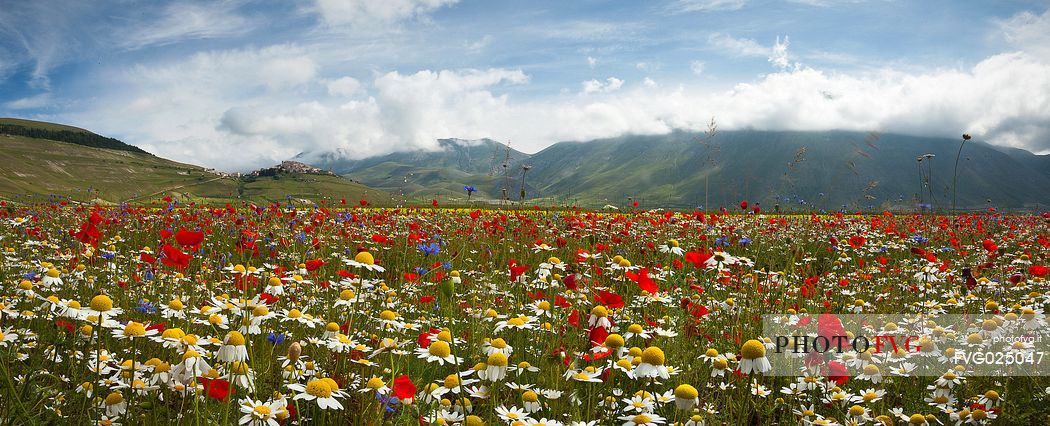 Lentil field and wildflowers and in the background Castelluccio di Norcia village, Umbria, Italy 