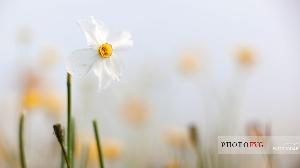 flowering of wild daffodils on the Pian Grande of Castelluccio di Norcia, Italy