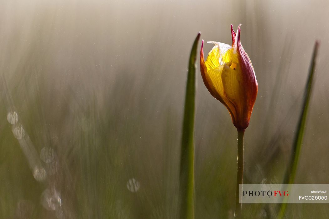 Wild tulip the Pian Grande of Castelluccio di Norcia, Italy