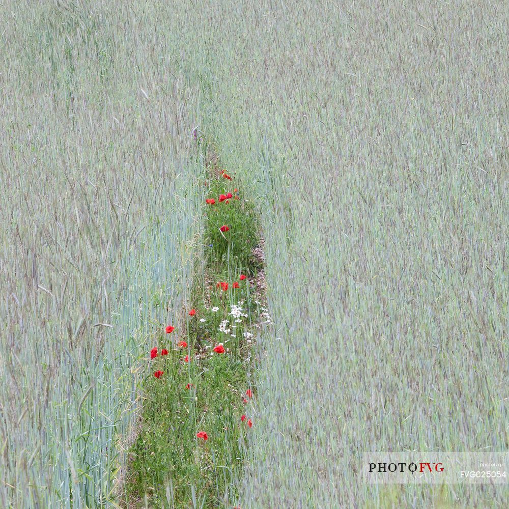 Wheat field with poppies and daisies, Sibillini National Park, Italy