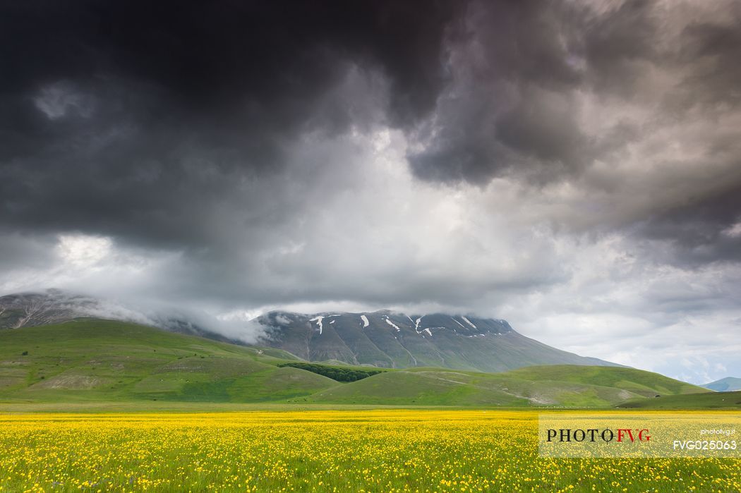 Spring blooming in Piano Perduto Plateau, in background Vettore mount immersed  in a storm's clouds, Castelluccio di Norcia, Italy