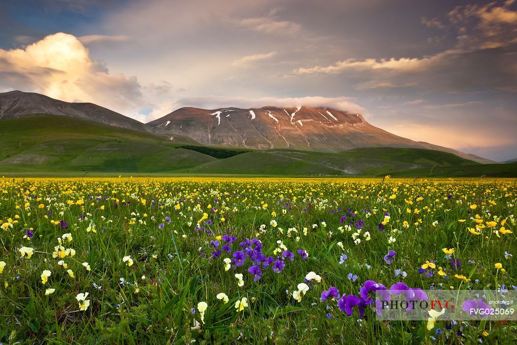 Spring blooming in Piano Perduto Plateau, in foreground the wild pansy and in background Vettore mount immersed in last light of sunset,Castellucio di Norcia, Italy