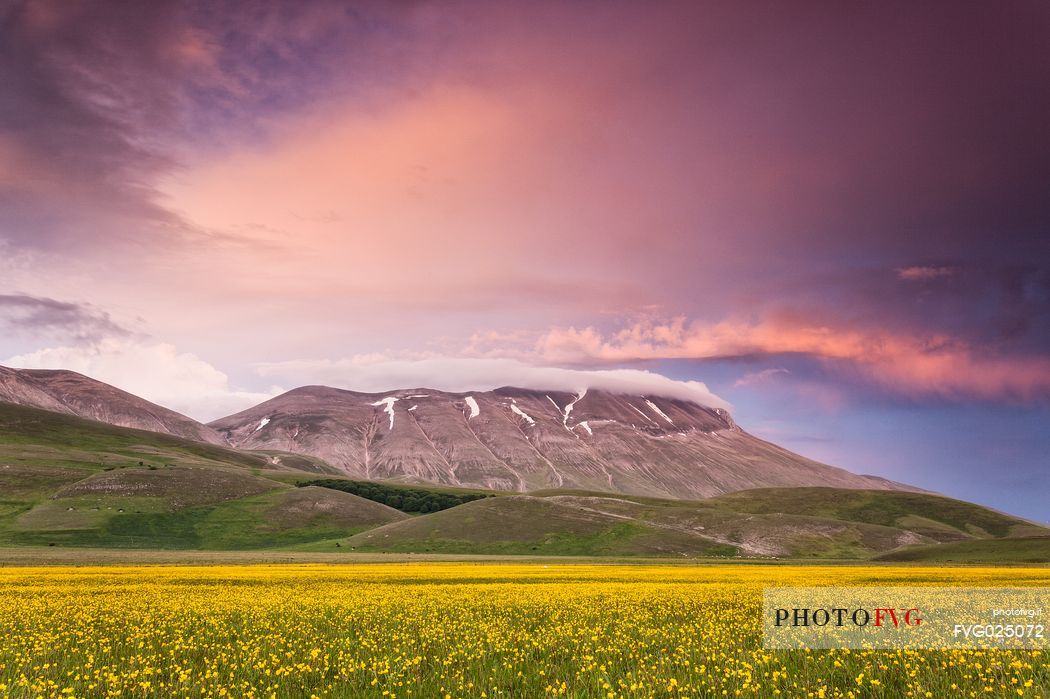 Spring blooming in Piano Perduto Plateau, in background Vettore mount at the sunset, Castelluccio di Norcia, Italy