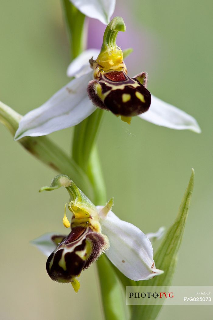 Ophrys apifera in the monte Moricone, Sibillini national park, Italy