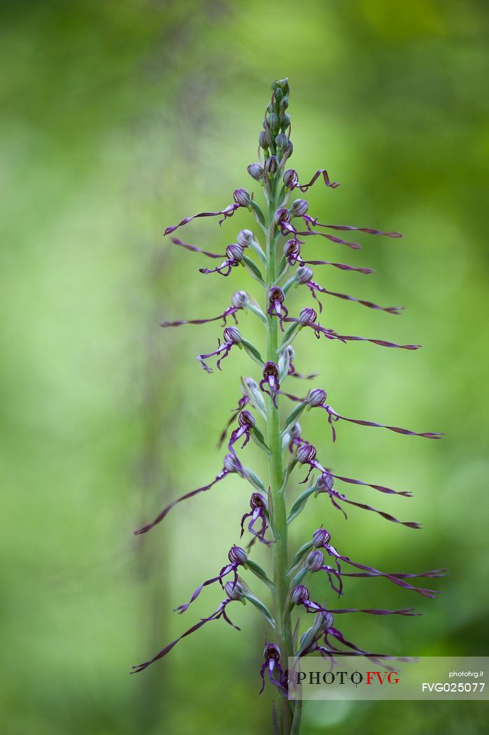 A rare orchid, the Himantoglossum adriaticum, Sibillini National Park, Italy