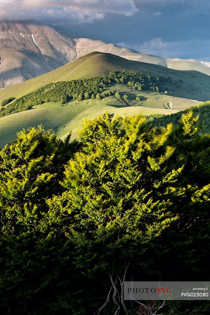 Rolling landscape of Castelluccio di Norcia, in the background the Vettore mountain, Italy