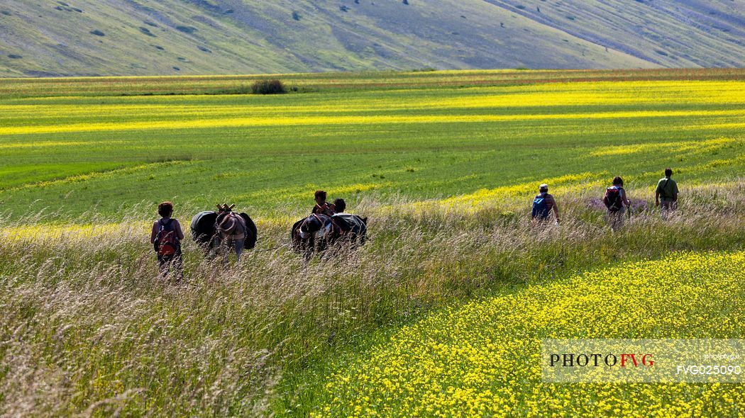 Tourists accompanied by mules hiking on flowering Pian Grande of Castelluccio di Norcia, Sibillini National Park, Italy