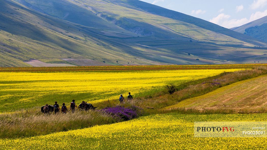 Tourists accompanied by mules hiking on flowering Pian Grande of Castelluccio di Norcia, Sibillini National Park, Italy