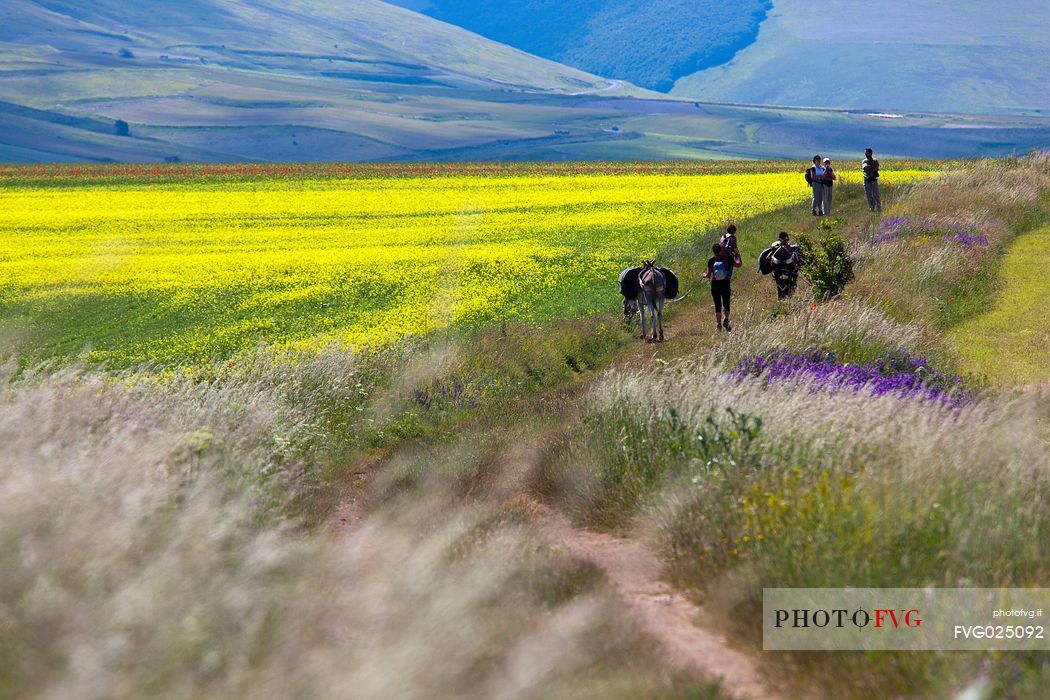 Tourists accompanied by mules hiking on flowering Pian Grande of Castelluccio di Norcia, Sibillini National Park, Italy