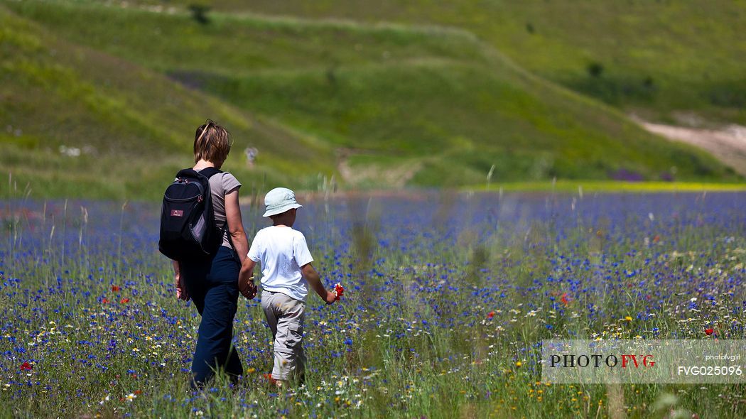 Mother and child hiking in the flowering and cultivated fields of  the Pian Grande, Castelluccio di Norcia, Italy