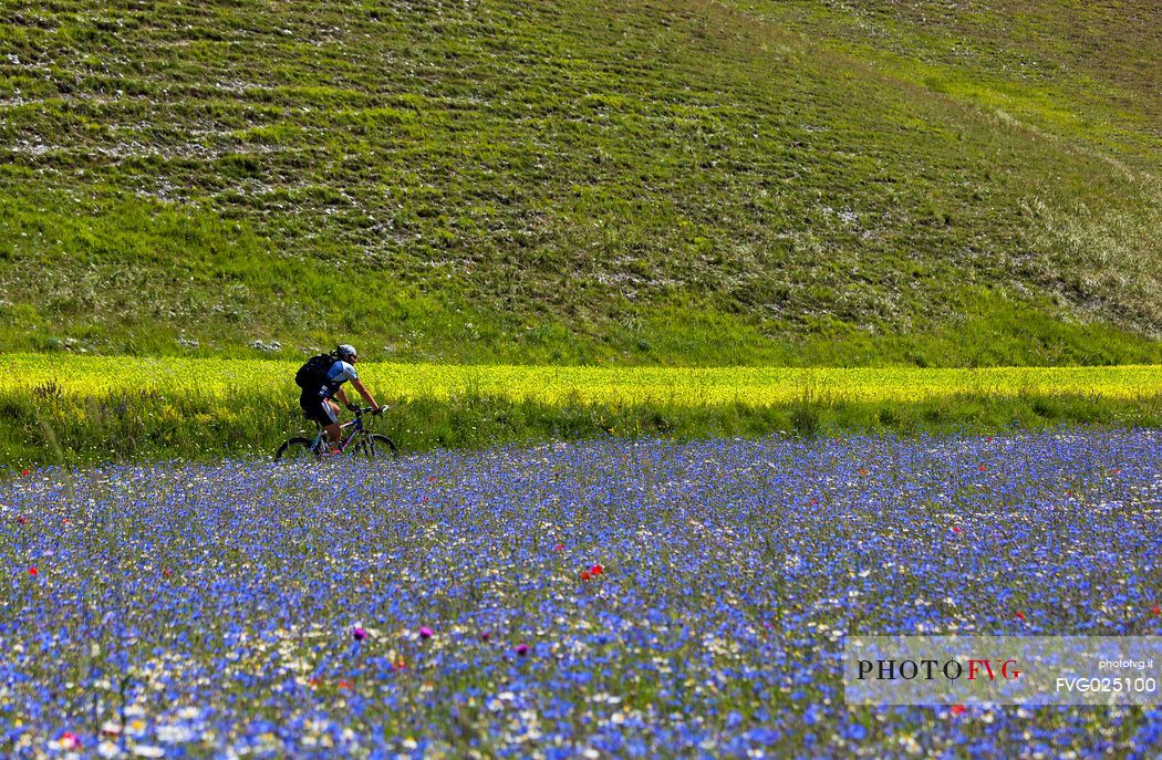 Mountain biker running in the flowering fields and lentils cultivation of Pian Grande, Castelluccio di Norcia, Sibillini National Park, Italy