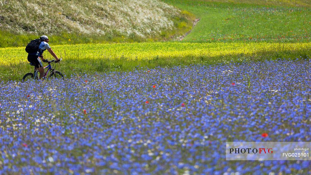 Mountain biker running in the flowering fields and lentils cultivation of Pian Grande, Castelluccio di Norcia, Sibillini National Park, Italy