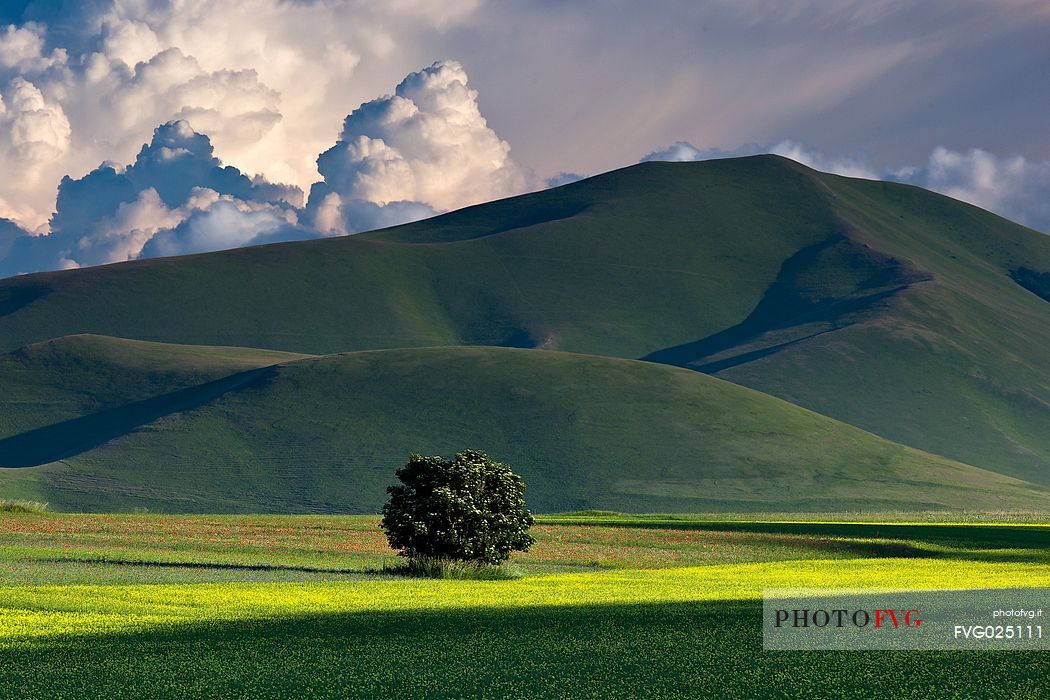 Cultivated fields and flowering at sunset in Pian Grande, Castelluccio di Norcia, Sibillini National Park, Italy 