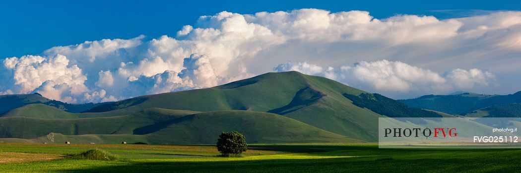 Cultivated fields and flowering at sunset in Pian Grande, Castelluccio di Norcia, Sibillini National Park, Italy 