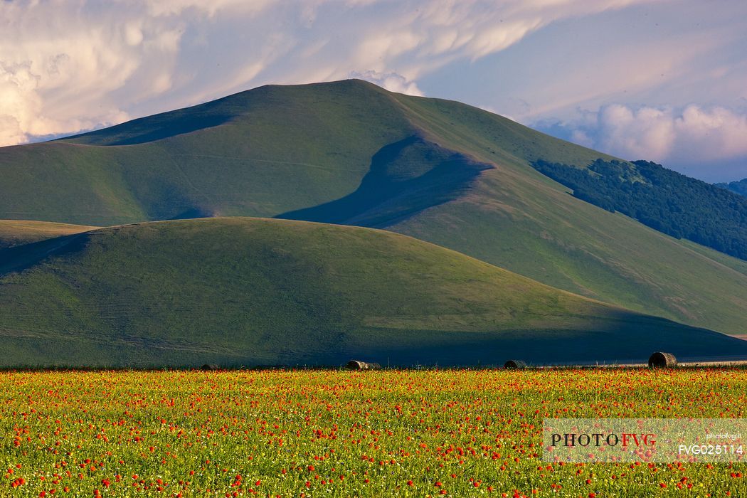 Cultivated fields and flowering at sunset in Pian Grande of Castelluccio di Norcia, Sibillini National Park, Italy