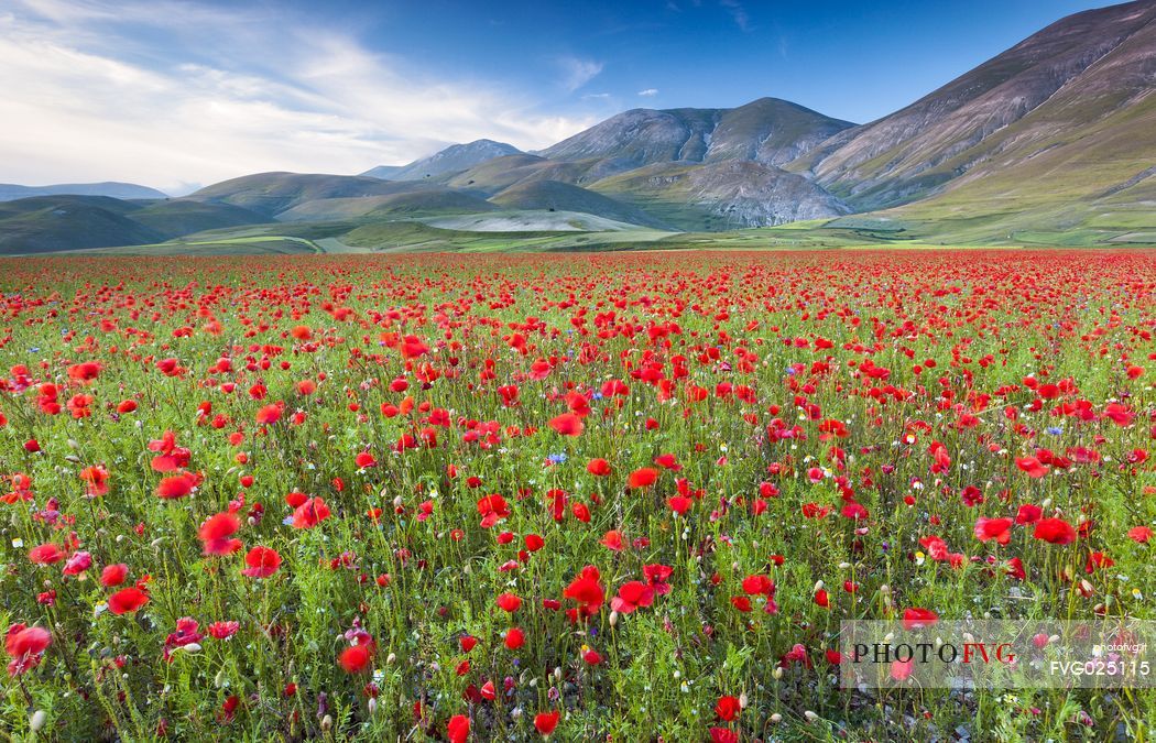 Poppies  flowering at sunset in Pian Grande of Castelluccio di Norcia, in the background the Vettore mountain range, Sibillini National Park, Italy