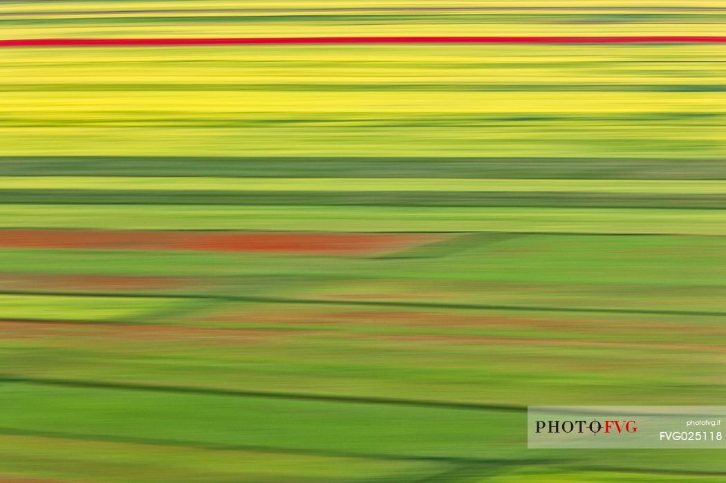 Creative flowering in motion in Pian Grande of Castelluccio di Norcia, Sibillini National Park, Italy