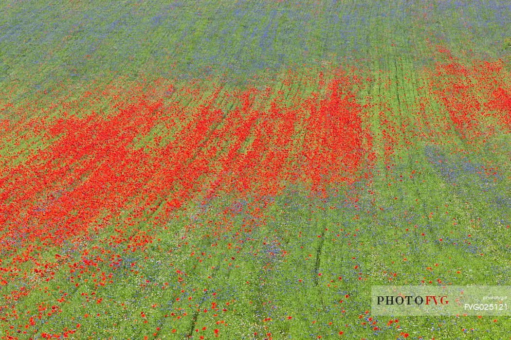 Poppies and cornflowers flowering in Pian Grande of Castellucci di Norcia, Sibillini National Park, Italy