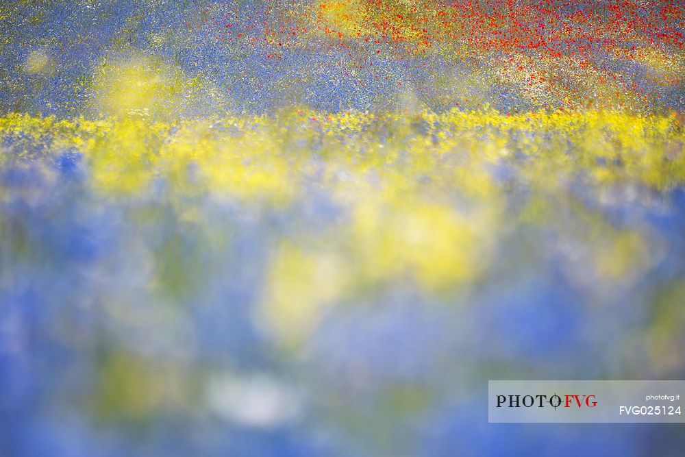 Flowering field in Pian Grande of Castelluccio di Norcia, Sibillini National Park, Italy