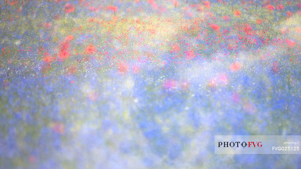 Flowering field in Pian Grande of Castelluccio di Norcia, Sibillini National Park, Italy