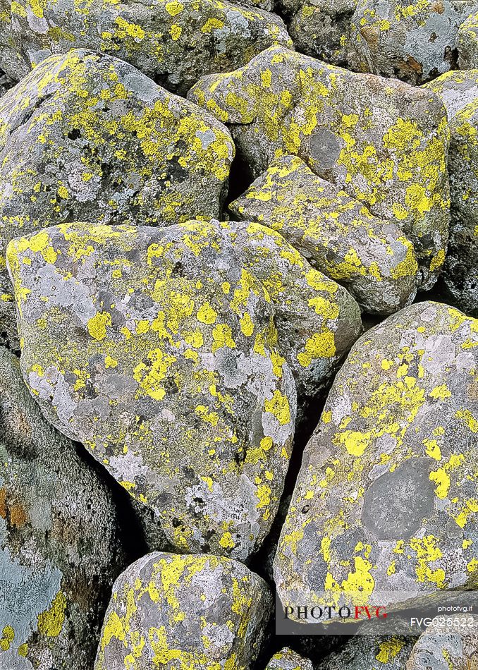 Lichens in the mountain stones, detail