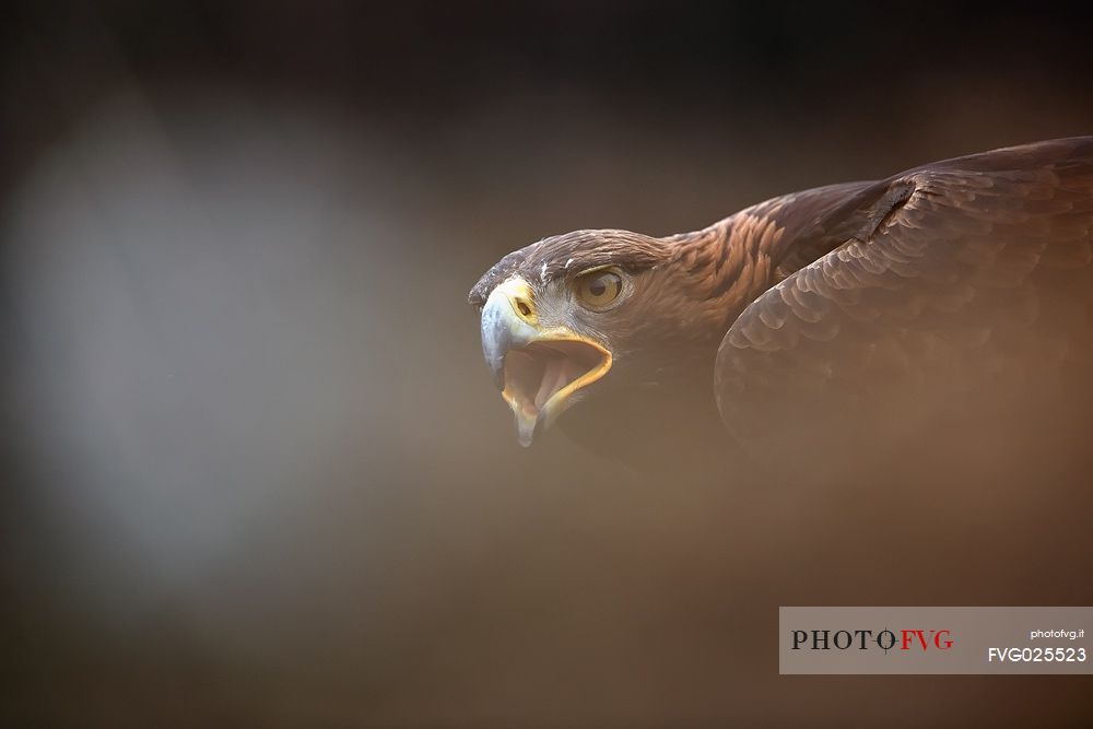 Golden eagle portrait