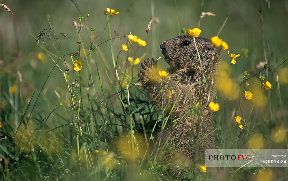 Young marmot in the flowering meadow