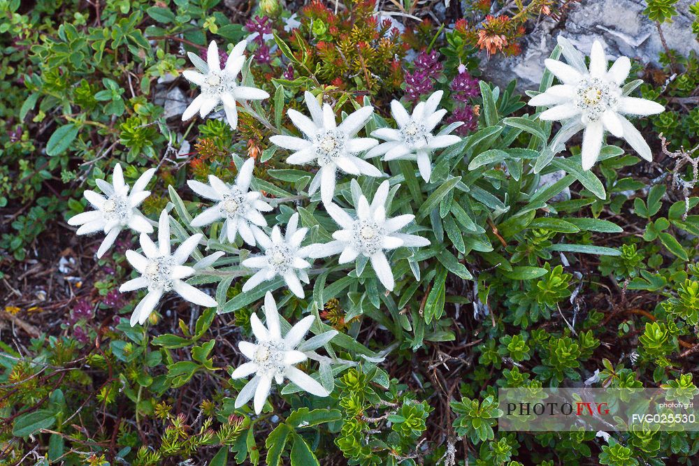 Edelweiss flowering