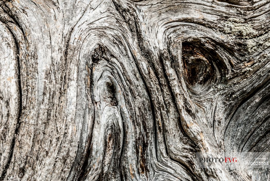 Detail of the trunk of an old larch