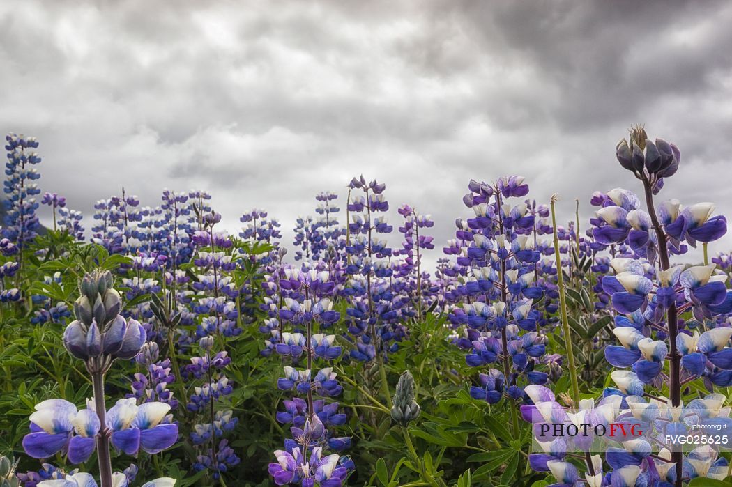 Beautiful landscape lupine field, Skaftafell National Park, Iceland