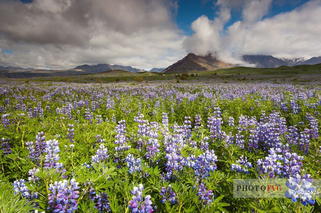 Beautiful landscape lupine field, Skaftafell National Park, Iceland