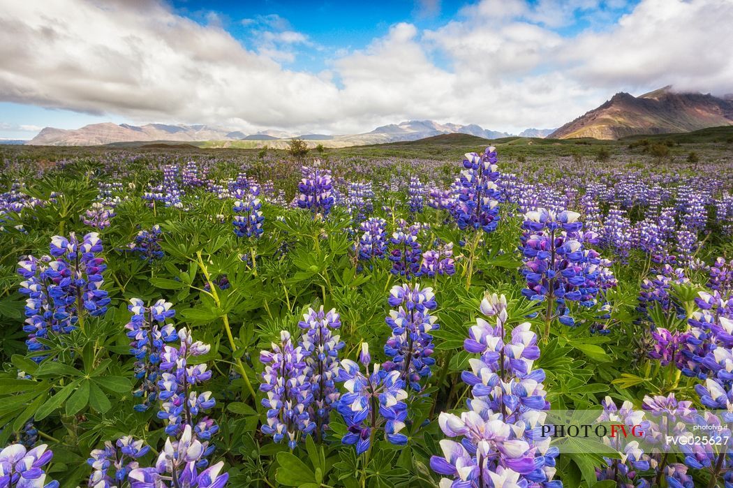 Beautiful landscape lupine field, Skaftafell National Park, Iceland