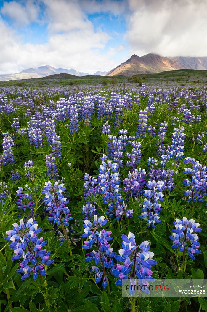 Beautiful landscape lupine field, Skaftafell National Park, Iceland