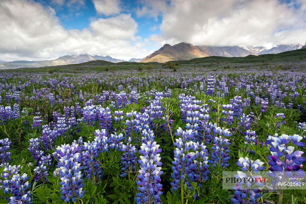 Beautiful landscape lupine field, Skaftafell National Park, Iceland