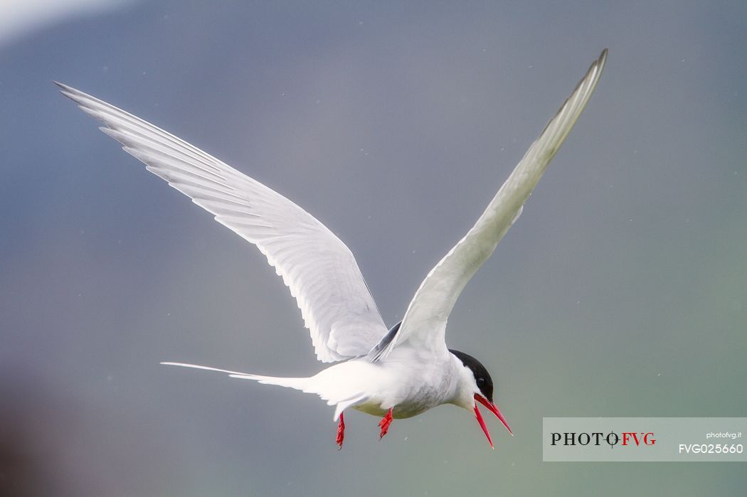  Arctic tern (Sterna paradisaea) in flight, Iceland