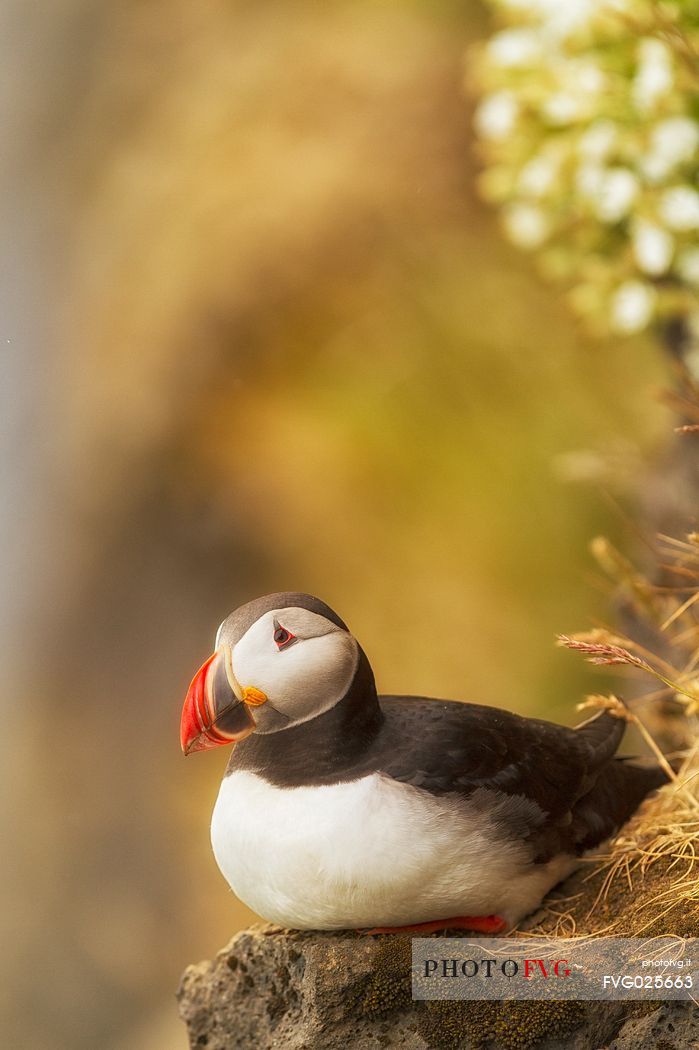 Puffin (Fratercula arctica) resting, Vik i Myrdal, Iceland