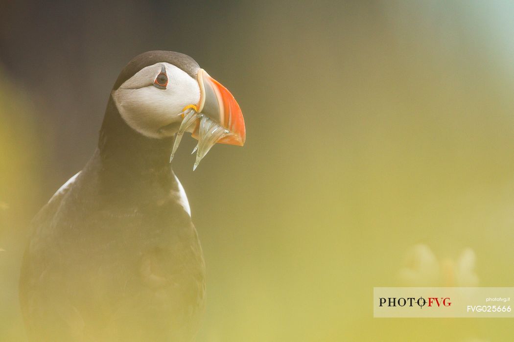 Puffin (Fratercula arctica) with beek full of sandeels, Vik i Myrdal, Iceland